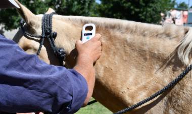 El municipio coloca microchips informáticos a equinos de la ciudad
