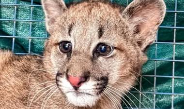 Rescataron un cachorro de puma en Panaholma