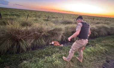 Policía Ambiental rescató un aguará guazú al norte de Saira