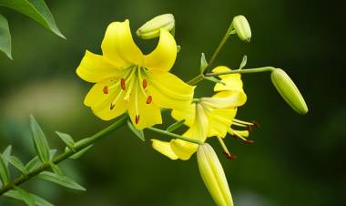 La Rancherita: combaten el lirio amarillo como especie invasora para proteger el medio ambiente