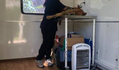 Un perro fue asistido y curado tras ser hallado con una flecha incrustada en su abdomen
