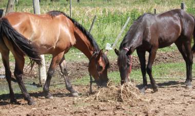 La Municipalidad produce alfalfa para alimentar a caballos incautados en la vía pública