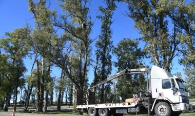 El Municipio interviene los eucaliptus de Av. Maipú