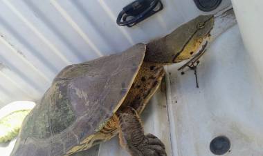 Rescataron una tortuga acuática en barrio San Cayetano