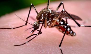 Dengue: Salud realizó la última sala de situación de la temporada 2025-2026