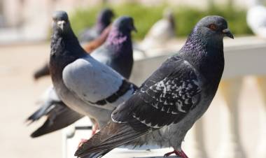 Conformaron a una mesa de trabajo interdisciplinaria para avanzar en el control de aves urbanas