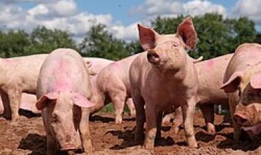 Triquinosis: la Provincia inspeccionó establecimientos porcinos y restringió el traslado de 200 animales