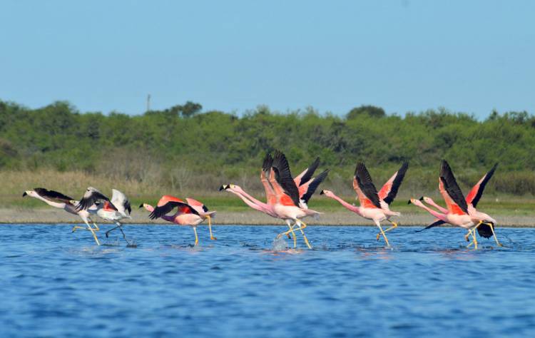Crearán un nuevo parque nacional en Miramar de Ansenuza