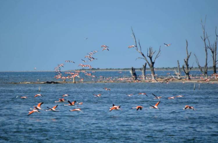 En febrero el Congreso tratará la creación del Parque Nacional Ansenuza