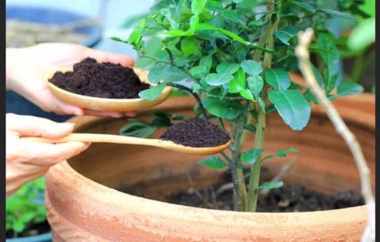 Cómo usar las sobras del café en beneficio de tu jardín