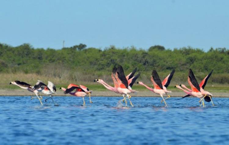 Convocan Voluntarios para el futuro Parque Nacional Ansenuza