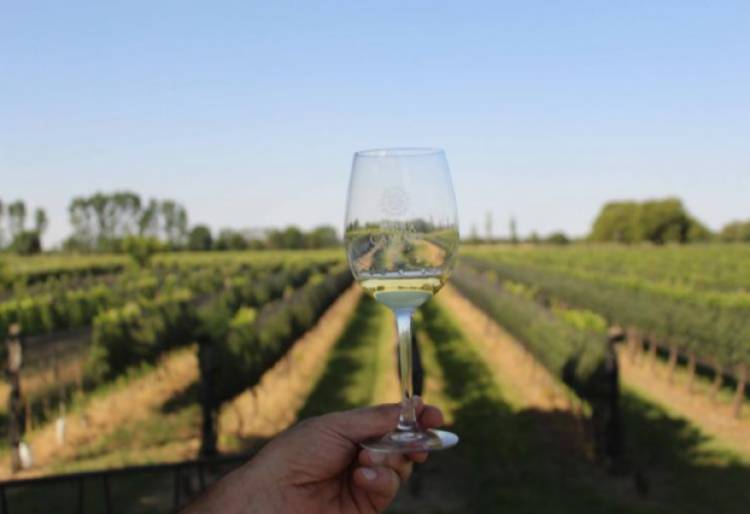 Colonia Caroya propone a los turistas, sus caminos del vino 