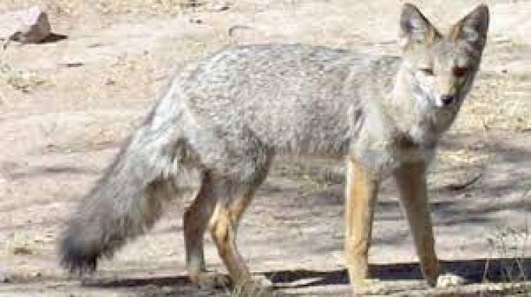 Ambiente Córdoba liberó 4 zorros en áreas serranas de Punilla