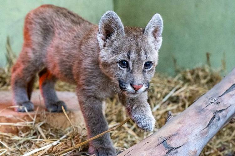 Recomiendan no retirar cachorros de puma de su hábitat natural