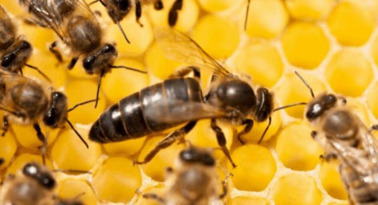 Conformarán en Córdoba una cabaña de «abejas reinas»