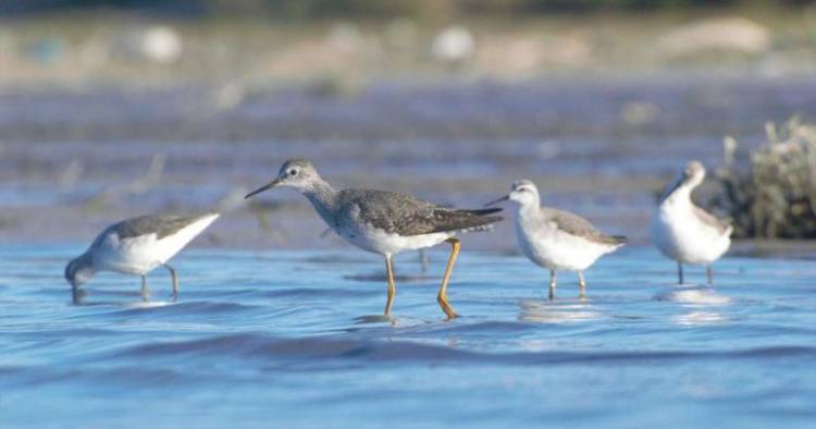  El fin de semana se desarrollará en Altos de Chipión el Festival de Aves Playeras