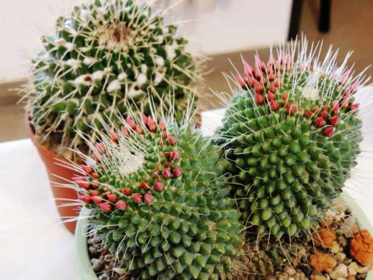 Festival de Cactus en Villa María y encuentro de coros en Cosquín 