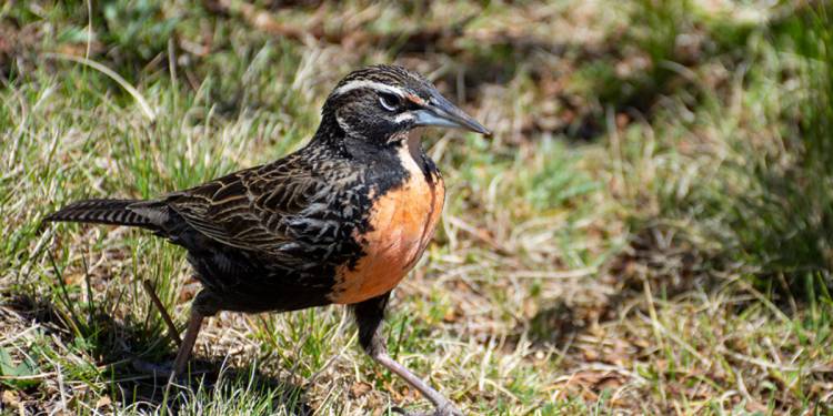 Más de 50 aves fueron liberadas en Colonia Caroya
