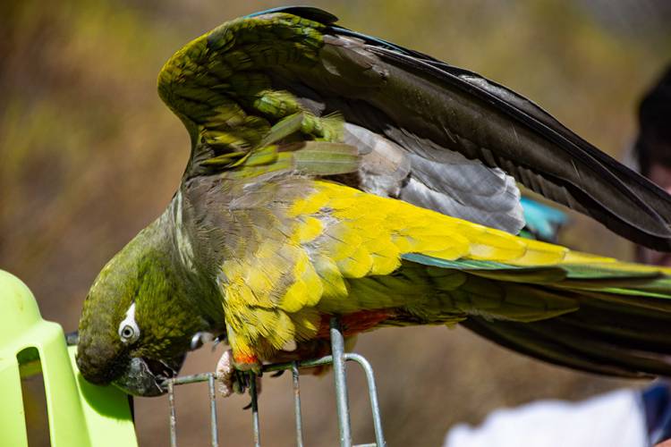 Que hacer si nos encontramos con fauna silvestre