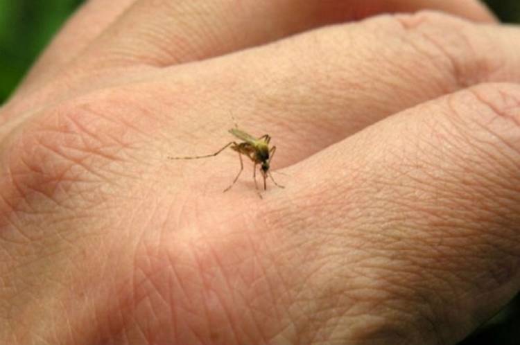 Confirman un nuevo caso de dengue autóctono en Córdoba