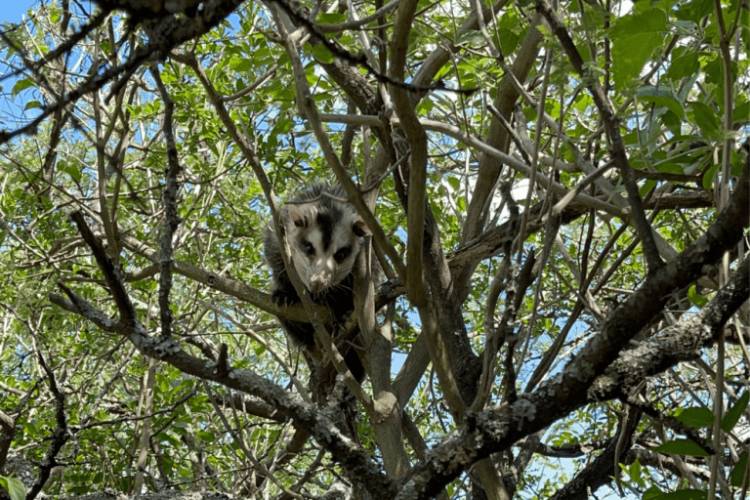 Liberaron fauna silvestre en el Camino del Cuadrado