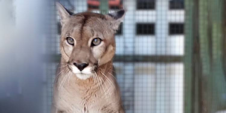 Rescataron un puma del cautiverio en Villa Santa Rosa de Río Primero