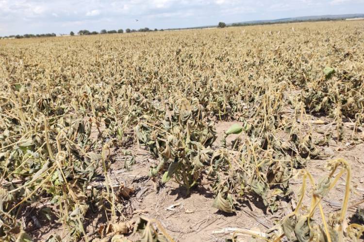 El Gobierno prorrogó la emergencia y/o desastre agropecuario