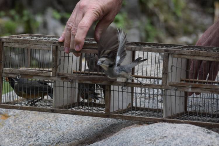 63 aves recuperadas del cautiverio regresan a la naturaleza