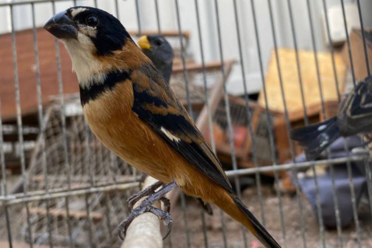 Rescate de 110 aves silvestres en Río Tercero