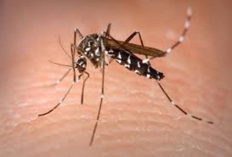 Dengue: Salud recomienda intensificar los cuidados para evitar las picaduras de mosquitos