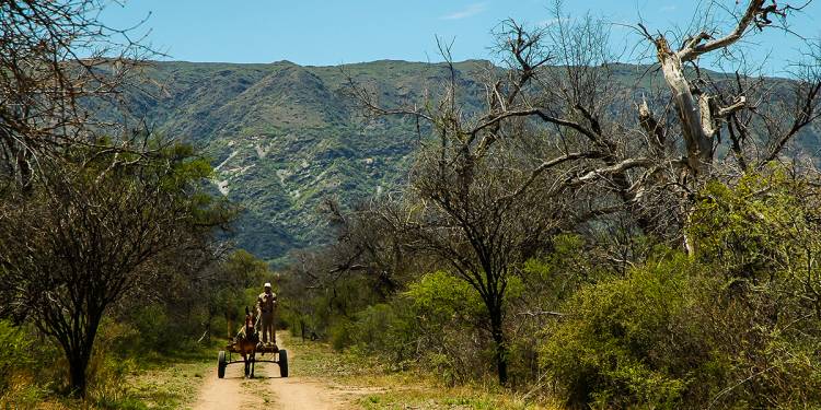 Pago por Servicios Ambientales: convocatoria para propietarios de tierras con bosque nativo