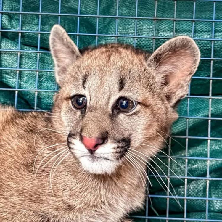 Rescataron un cachorro de puma en Panaholma