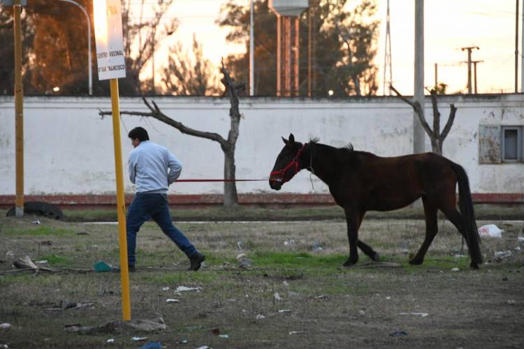 Operativo de Secuestro de Equinos y Limpieza en el FFCC Mitre
