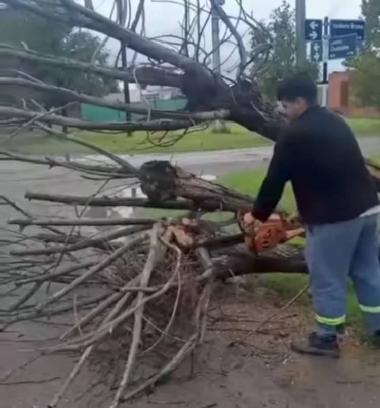 La Secretaría de Servicios Públicos trabajó en la poda de árboles dañados y en la remoción de aquellos derribados tras la tormenta