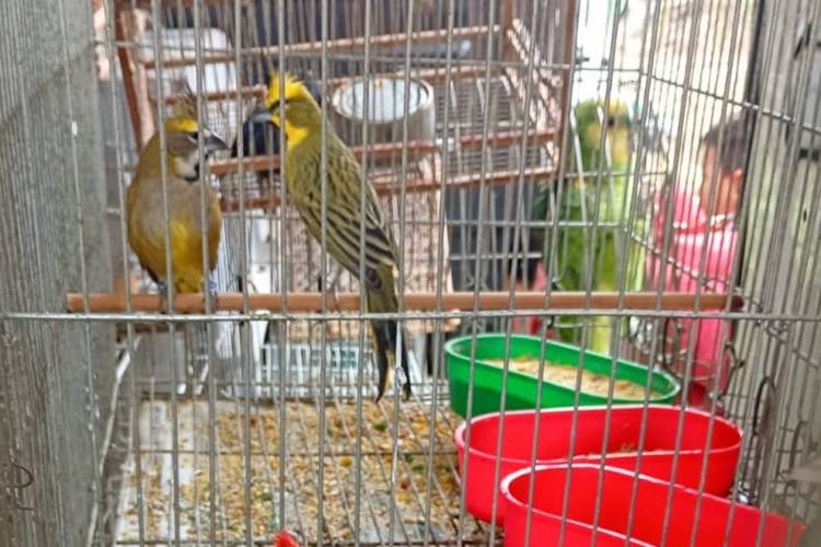La Policía Ambiental allanó viviendas en Villa Parque Santa Ana y secuestró más de 70 aves silvestres