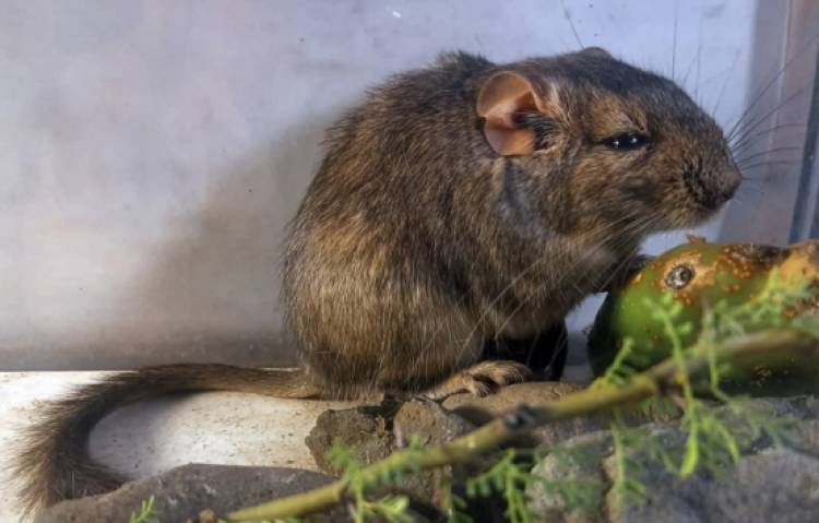 Hallan una nueva especie de mamíferos en las sierras de Córdoba