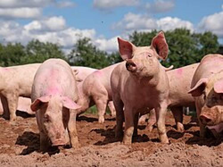 Triquinosis: la Provincia inspeccionó establecimientos porcinos y restringió el traslado de 200 animales